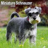 Miniature Schnauzer 2026 Calendar