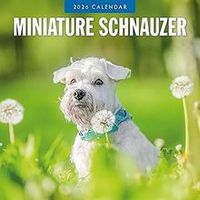Miniature Schnauzers 2026 Calendar