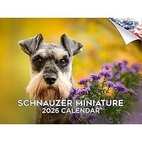 Miniature Schnauzer 2026 Calendar