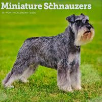 Miniature Schnauzer 2026 Calendar