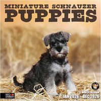 Miniature Schnauzer Puppies 2026 Calendar