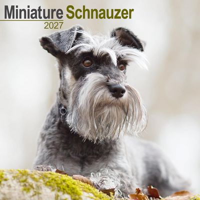 Miniature Schnauzer 2027 Calendar