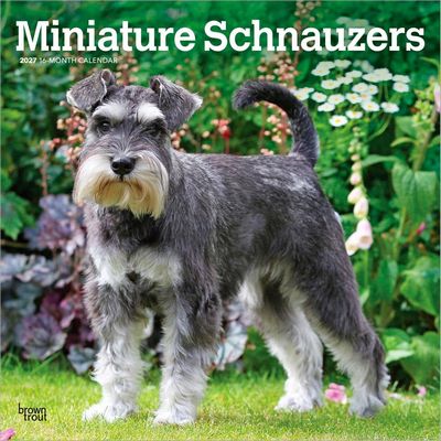 Miniature Schnauzers 2027 Calendar