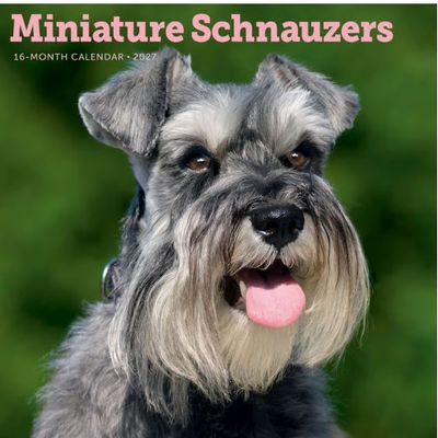 Miniature Schnauzers 2027 Calendar