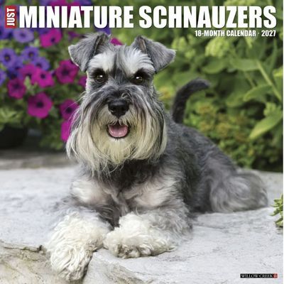 Miniature Schnauzers 2027 Calendar