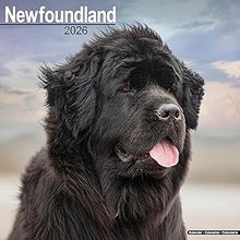 Newfoundland 2026 Calendar