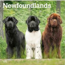 Newfoundlands 2026 Calendar