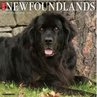 Just Newfoundlands 2026 Wall Calendar