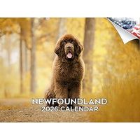 Newfoundlands 2026 Wall Calendar
