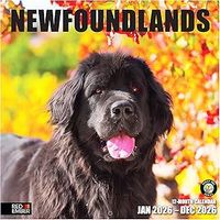 Newfoundlands 2026 Wall Calendar