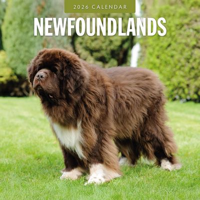 Newfoundlands 2026 Calendar