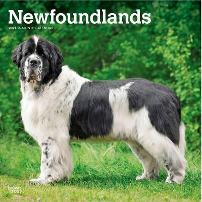 Newfoundlands 2027 Calendar