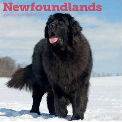 Newfoundlands 2027 Calendar