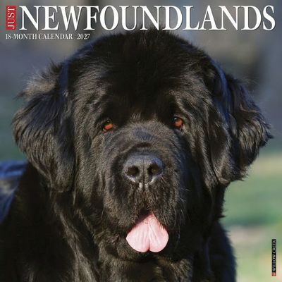 Just Newfoundlands 2027 Wall Calendar