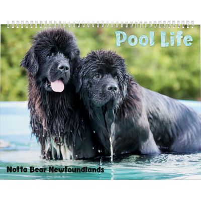 Notta Bear Newfoundlands Pool Calendar