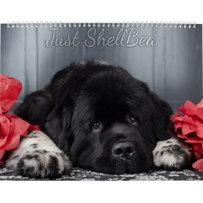 Notta Bear Newfoundlands ShellBea Calendar