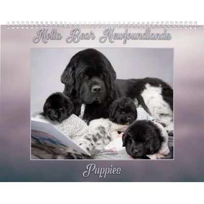 Notta Bear Newfoundlands Year of Puppies Calendar