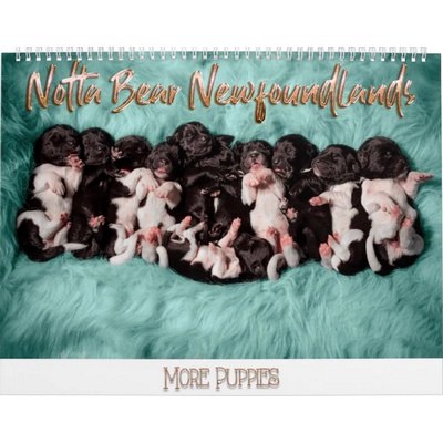 Notta Bear Newfoundlands More Puppies Calendar