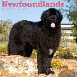 Newfoundlands 2026 Wall Calendar