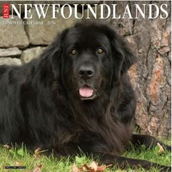Just Newfoundlands 2026 Wall Calendar