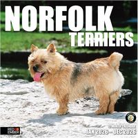 Norfolk Terrier 2026 Calendar