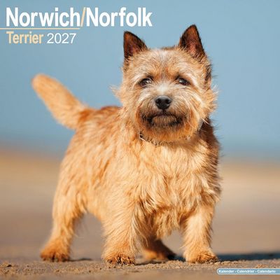 Norwich/Norfolk Terrier 2027 Calendar