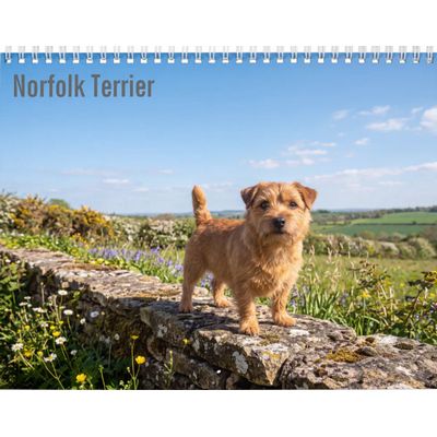 Norfolk Terrier 2027 Calendar