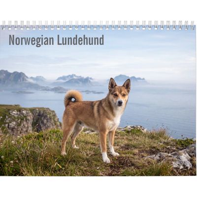 Norwegian Lundehund 2027 Calendar