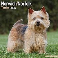 Norwich/Norfolk Terrier 2026 Calendar