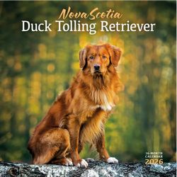 Nova Scotia Duck Tolling Retriever Calendars