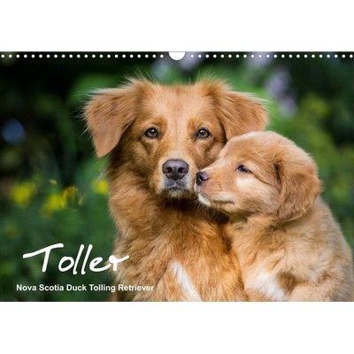 Nova Scotia Duck Tolling Retriever 2027 Wall Calendar