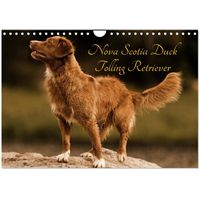 Nova Scotia Duck Tolling Retriever 2026 Wall Calendar