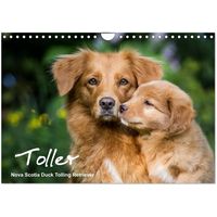 Nova Scotia Duck Tolling Retriever 2026 Wall Calendar
