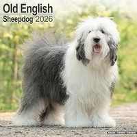 Old English Sheepdogs 2026 Calendar