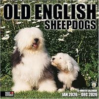 Old English Sheepdogs 2026 Calendar