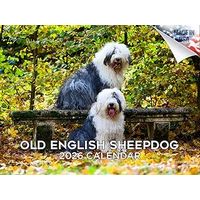 Old English Sheepdogs 2026 Calendar