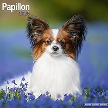 Papillons 2026 Calendar