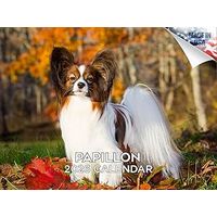 Papillons 2026 Calendar