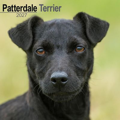 Patterdale Terrier 2027 Calendar
