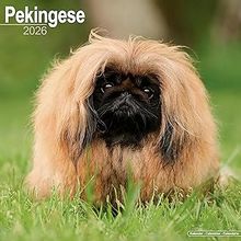 Pekingese 2026 Calendar