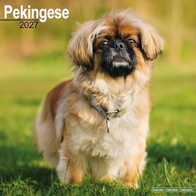 Pekingese 2027 Wall Calendar