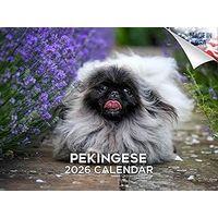 Pekingese 2026 Calendar