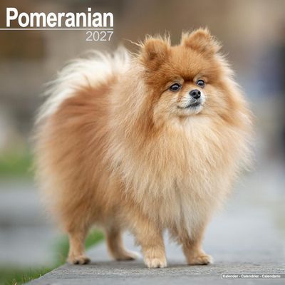 Pomeranians 2027 Calendar