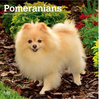 Pomeranians 2027 Calendar