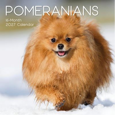 Pomeranians 2027 Calendar