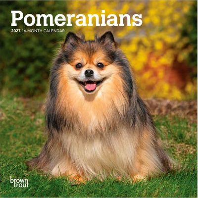 Pomeranians 2027 Calendar