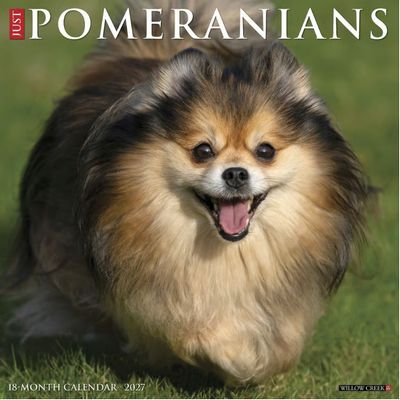 Pomeranians 2027 Calendar
