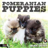 Pomeranian Puppies 2026 Calendar
