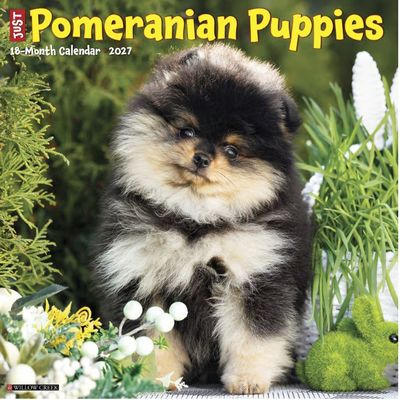 Pomeranian Puppies 2027 Calendar