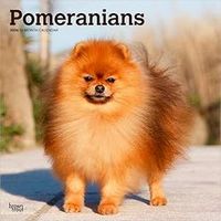 Pomeranians 2026 Calendar